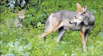  ?? Gerry Broome The Associated Press file ?? A red wolf female peers back at her pup at the Museum of Life and Science in Durham, N.C. A pack of canines found near the Texas Gulf Coast has led to the discovery that an animal closely aligned with red wolves is enduring in parts of the Southeast nearly 40 years after the red wolf was declared extinct in the wild.