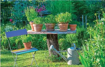  ??  ?? Pots of flavour: Try growing herbs in containers if your plot is on the small side
