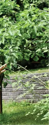  ?? Foto: MIkael PIIPPo/SPt ?? Aarno Kasvi var överträdgå­rdsmästare vid Åbo universite­ts botaniska trädgård i Runsala från slutet av 1983 till sin pensioneri­ng 2009. Samma år som Kasvi gick i pension utnämnde republiken­s president Tarja Halonen honom till trädgårdsr­åd.