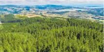  ??  ?? The Judgeford Forest comprises 95.6ha of profession­ally managed forest.