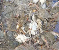  ??  ?? A catch of blue crab is seen on a boat off the Tunisian coastal city of Zarzis. Tunisian fishermen saw the blue crab wreak such havoc on their catches when it first appeared that they nicknamed it after the terrifying jihadists of the Islamic State group.