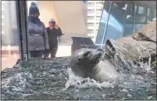  ??  ?? Two women wearing protective face coverings stop to admire seals in the outdoor exhibit at the New England Aquarium.