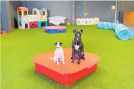  ?? Photo / Supplied ?? Fox terrier Eden and staffy cross Duke strike a pose in the integrated dog land at PawPals Playcare.