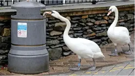  ??  ?? Marauding: Mute swans raid bins as they waddle into Bowness