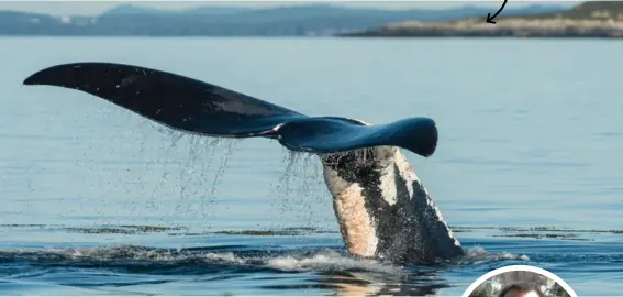  ??  ?? Severe entangleme­nt scars mark the tail stalkofano­rthatlanti­c right whale.