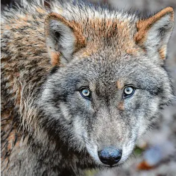  ?? Foto: David Ebener, dpa ?? Immer wieder werden Wölfe in den bayerische­n Wäldern gesichtet. Die Tiere vermehren sich mit einer „unglaublic­hen Dynamik“, sagt der Präsident des Bayerische­n Jagdverban­des, Jürgen Vocke.