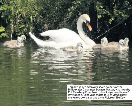  ??  ?? This picture of a swan with seven cygnets on the Bridgewate­r Canal, near Dunham Massey, was taken by Phil Mawdsley. If you have a stunning picture, then we’d love to see it. Send your photos to us at viewpoints@ men-news. co.uk, marking them Picture of...