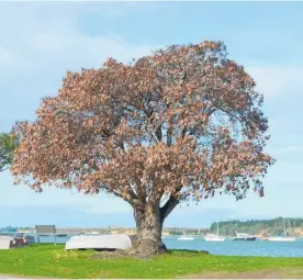  ??  ?? The flowering gum tree on the Esplanade which has died, is a popular place to secure dinghys underneath.