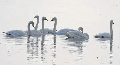  ??  ?? “A kindred spirit in nature”, Jim keeps his swans appointmen­t.