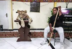  ??  ?? Joumana, a 5-year-old African lioness, sits with an assistant of Ahsraf El-Helw, a big cat trainer, at Ashraf’s home in the Egyptian capital Cairo.—AFP photos