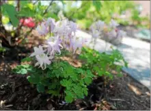  ?? FILE PHOTO LAUREN HALLIGAN - MEDIANEWS GROUP ?? Urban gardens are featured annually on the Troy Hidden Garden Tour.