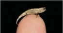  ??  ?? Brookesia nana