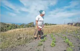  ??  ?? Living off the land: Dawn Kanatu is a budding commercial farmer