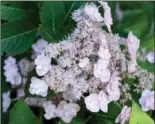  ??  ?? This mountain hydrangea looks like it belongs in a bridal bouquet.