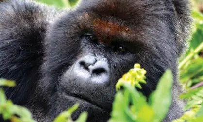  ??  ?? A mountain gorilla. Four that have been killed from an apparent lightning strike in Uganda’s Mgahinga national park include a male infant. Photograph: Cliff Foltz/WWF/PA