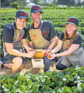  ?? Photo / Trefor Ward Photograph­y ?? From left: Cody, Darien and Gabrielle McFadden in the Whatawhata Berry Farm.