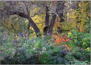  ?? (Bill Noble/Timber Press via The Washington Post) ?? Bill Noble has captured his garden in his new book, “Spirit of Place.”