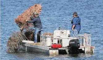  ?? Jason Fochtman/staff photograph­er ?? Shane Simpson, with the San Jacinto River Authority, sinks donated Christmas trees that will form an artificial reef in Lake Conroe. The trees provide a suitable habitat for the lake’s fish.