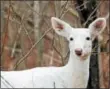  ?? SUBMITTED PHOTO - ONEIDA DAILY DISPATCH ?? A Seneca White Deer.