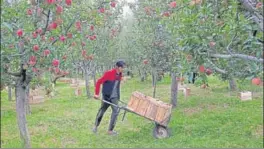 ?? AP ?? ■ A Kashmiri farmer transports apples on a wheelbarro­w in his orchard in Wuyan, south of Srinagar. The apple trade accounts for nearly a fifth of Kashmir’s economy. This year, less than 10% of the harvested apples had left the region by October 6.