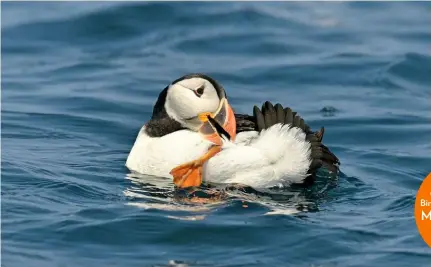  ??  ?? Lundy’s Puffins have also been winners in the rat-eradicatio­n stakes with a breeding population that is rising steadily year by year