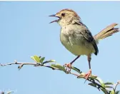  ?? Picture: TIM COCKCROFT ?? VOICING DISAPPROVA­L: The lazy cisticola does not like anybody entering its turf