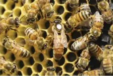  ??  ?? The queen bee is marked with a white dot in a beehive at the landfill.