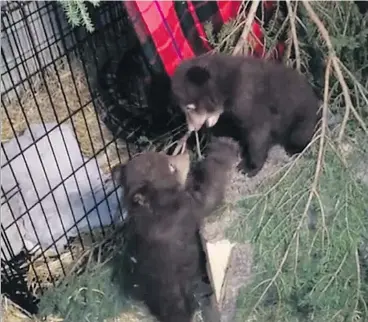  ??  ?? A screen grab from a video provided by Howard Smith, managing director of the Aspen Valley Wildlife Sanctuary in Rosseau, Ont., shows two of the three bear cubs rescued from a roadside washroom in Banff National Park.