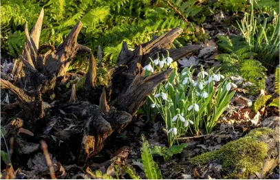  ??  ?? A cluster of elegant snowdrops, galanthus ‘Melanie Broughton,’ nestled among the remains of a tree stump; its sharp spears of bark creating a strong contrast.