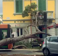  ?? (foto daicollifi­orentini.it) ?? L’albero caduto a Viareggio. Sopra, il crollo del muro all’Antella, Bagno a Ripoli