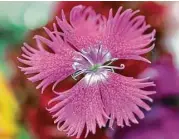 ?? John Walker / Fresno Bee ?? The dianthus flower is edible. It’s a nice addition to salads.