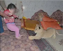  ??  ?? ‘IRRESPONSI­BLE’: Abu Sami, who lives in the Gaza Strip, and his grandchild play at home with ex-Rafah Zoo lion cubs Mona and Max.