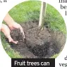  ??  ?? Fruit trees can also be planted