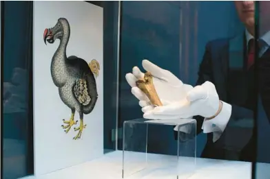  ?? MATT DUNHAM/AP 2013 ?? A femur bone fragment from a dodo bird, extinct since 1681, is displayed at Christie’s auction house in London.
