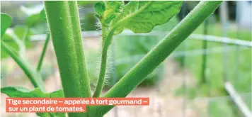  ??  ?? Tige secondaire – appelée à tort gourmand – sur un plant de tomates.