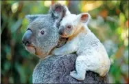  ?? AGENCE FRANCE-PRESSE / AUSTRALIA ZOO ?? The newborn white koala sits on her mother’s back at the Australia Zoo on Queensland's Sunshine Coast.