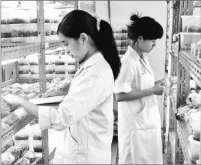  ?? ?? Kiểm tra sự sinh trưởng của cây tại Phòng thí nghiệm nuôi cấy mô thực vật, Trung tâm Công nghệ sinh học TP Hồ Chí Minh.