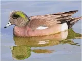  ?? ?? American wigeon and other beautiful wild ducks can be seen at Willow Water Hole.