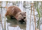  ?? FOTO: DPA ?? Fischotter sind Schwimmkün­stler. Ihr Fell hält sie warm.