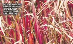  ??  ?? Pair taller plants with ornamental grasses – the textures complement each other beautifull­y