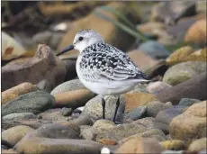  ?? Photograph: Nick Giles ?? Sanderling, an Arctic breeding bird, feeding on Arran’s shores before heading further south.