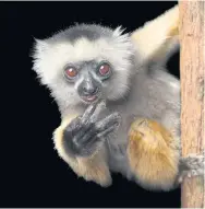  ??  ?? WORKS OF ART: This undated image released by PBS shows an endangered Diademed sifaka at Lemuria Land in Madagascar.
BUTTERFLY GUY: Top, Joel Sartore is covered with Monarch butterflie­s in the Sierra Chincua monarch sanctuary in Mexico.