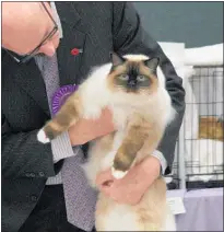  ?? WP290418BR­01 ?? CATS of all shapes, sizes and breeds filled the Te Awamutu College Hall on Saturday. Lyall Payne was one of four judges.