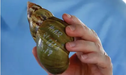  ?? Photograph: Joe Skipper/Reuters ?? The invasive snails have voracious appetites and consume at least 500 species of plants, according to Florida’s department of agricultur­e.