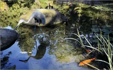  ??  ?? A statue of a crane is reflected in the lower pond as koi swim nearby in the Japanese Garden at Lotusland, Monday, Nov. 23, 2020, in Montecito, Calif. A Lotus viewing deck, where the aquatic plant blooms in June, July and August, is seen in the background on right.