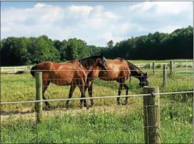  ?? PHOTO BY MAUREEN WERTHER ?? “Horses are by nature herd animals and they love being together,” says Stevens.