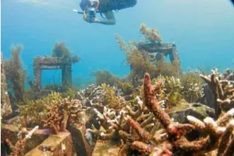  ??  ?? FLOURISHIN­G A year and a half after transplant­ation, new coral colonies are seen attached to the coral reefs.