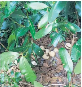  ?? BRIAN BALLOU/STAFF PHOTO ?? Shrubbery shades a Muscovy nest. The animals are prolific when it comes to breeding.