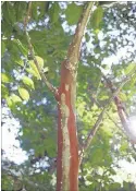  ??  ?? “The scales will stress the trees but not necessaril­y kill them,” said Dr. Chris Cooper, a Shelby County Extension agent. But, he added, other pests and diseases can move into a weak tree and hasten its demise.