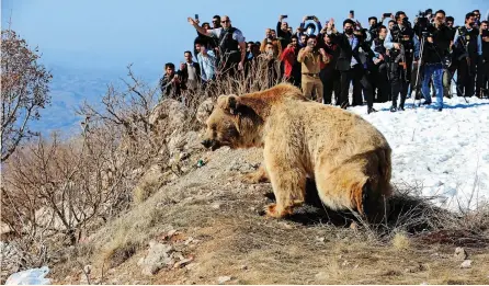  ?? | Reuters ?? PEOPLE watch a bear that Kurdish animal rights activists released into the wild after rescuing bears from captivity in Dohuk, Iraq, yesterday.